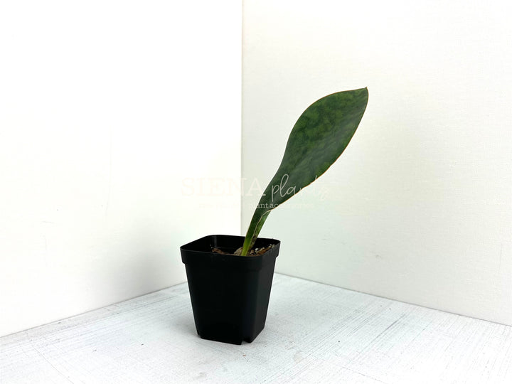 Sansevieria Masoniana ‘Whale Fin’