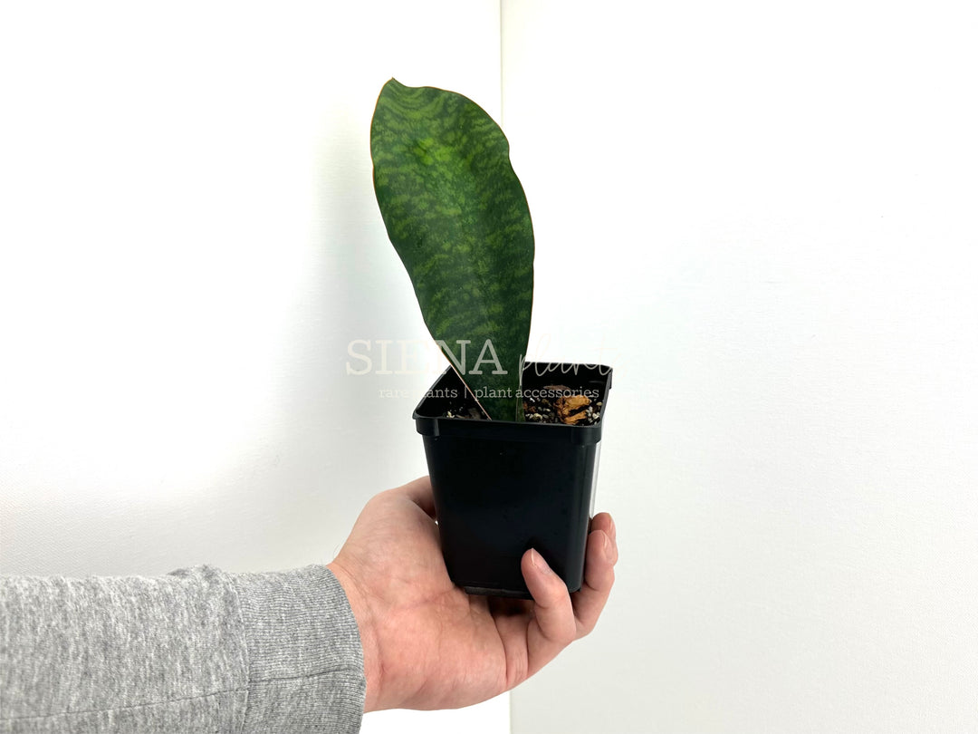 Sansevieria Masoniana ‘Whale Fin’