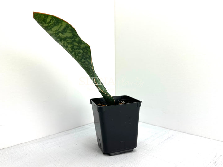 Sansevieria Masoniana ‘Whale Fin’