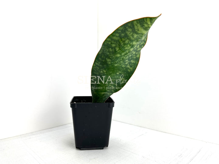 Sansevieria Masoniana ‘Whale Fin’