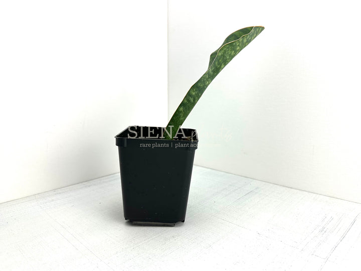 Sansevieria Masoniana ‘Whale Fin’