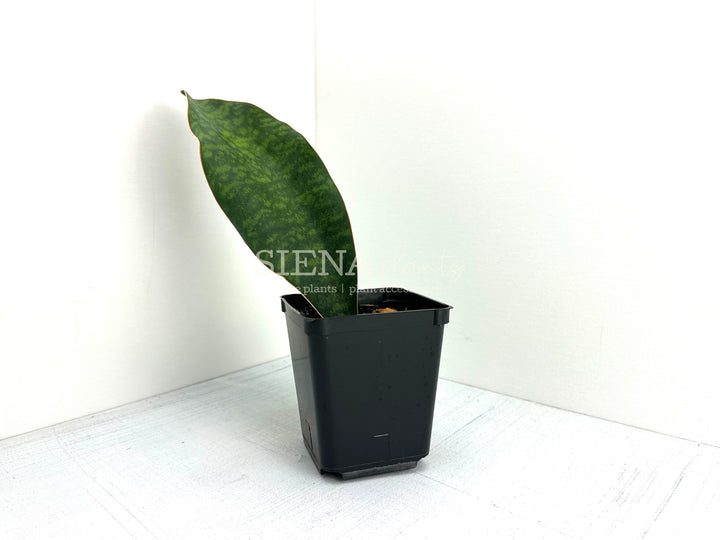 Sansevieria Masoniana ‘Whale Fin’