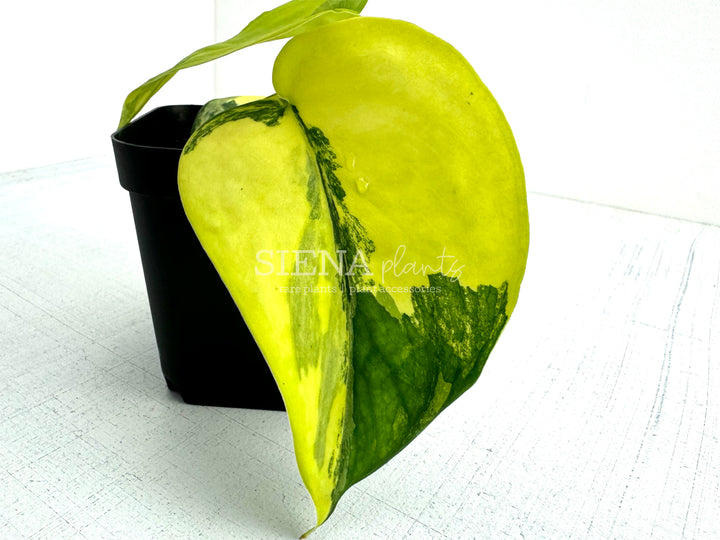 Scindapsus Jade Satin Aurea