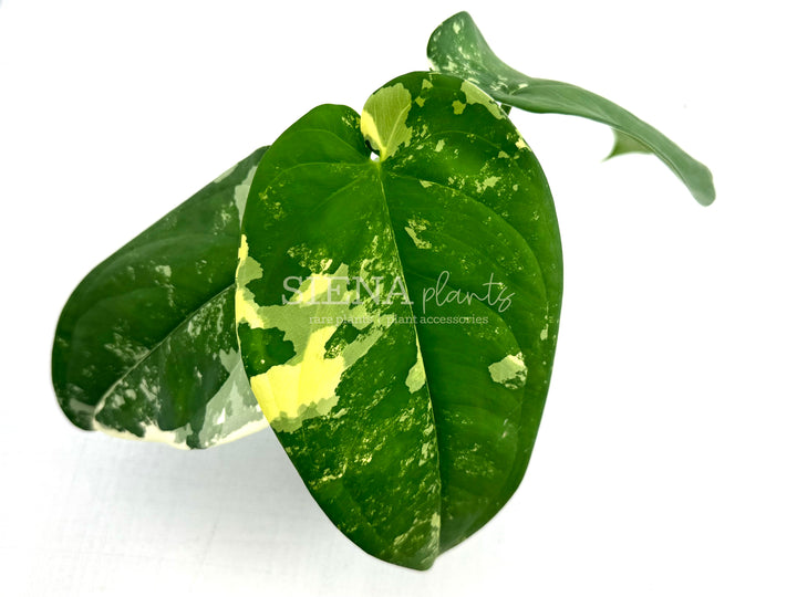 Variegated Syngonium Chiapense