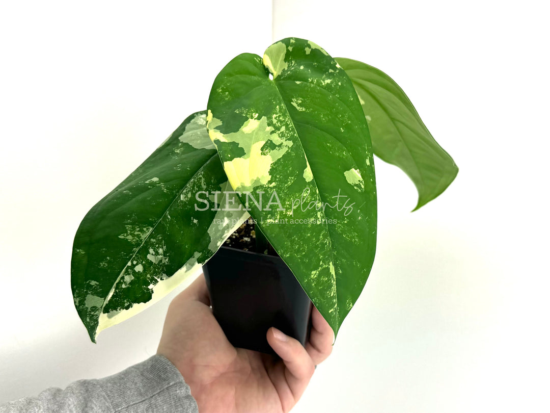 Variegated Syngonium Chiapense